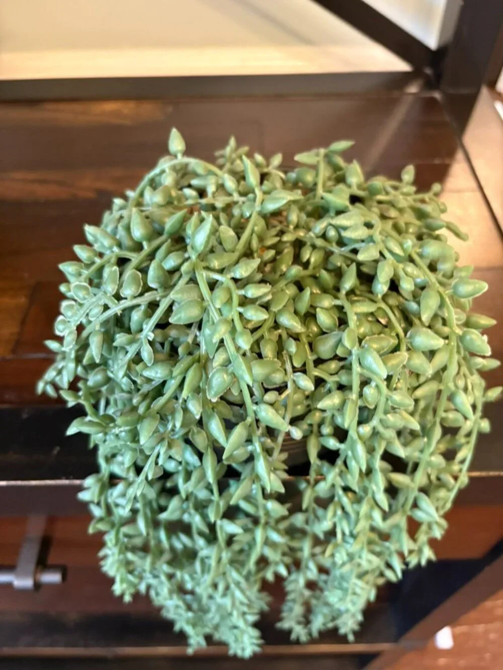 🌿 Cute Faux String of Bananas / String of Tears Trailing Plant 🌿